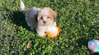 Teddy Bear Puppy Playing   SD 480p