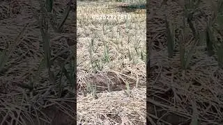 Narc G1 Garlic | G1 Garlic | Garlic Farming in Pakistan