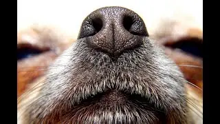 Canine Olfactory