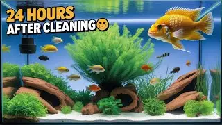 Tank Cleaning Ke 24 Hours Baad AMAZING Change Aaya?