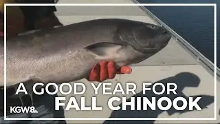 Fall Chinook salmon season along the Columbia exceeding previous expectations