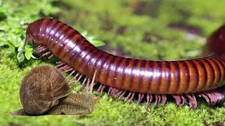 A man captured snail moving and millipede crawling on his camera at relaxing time