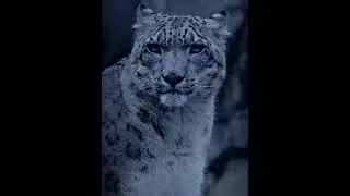 snow leopard #snowleopardking #wildlifewonders #rareanimal #naturedocumentry #wildbeauty