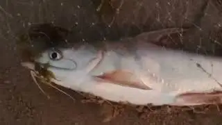 मासेमारी,वारे बीच,रत्नागिरी,कोकण.fishing. January 13, 2026.