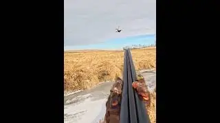Два охотника против одного фазана | Эпическая охота в зимний сезон#pheasant#hunting