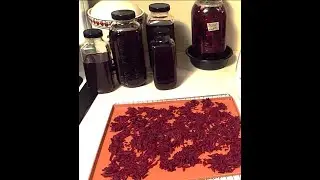 Made some Beet Kvass & I will dehydrate the fermented beets!