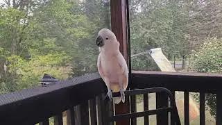 A Cockatoo vs. A Murder Of Crows (volume alert ⚠️)
