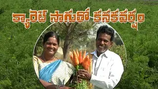 Success story of carrot farmer - Adopted village of college of Agriculture, Rajendra nagar PJTSAU