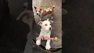 5 Second Mein Sab Badal Gaya 😱 #minivlog #shorts #dog #animals #pets #doglover