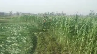Mini Tractor in Pakistan, Wheat Cutting Machine, Farms Machinery, Reaper, Rhodes Grass Cutting