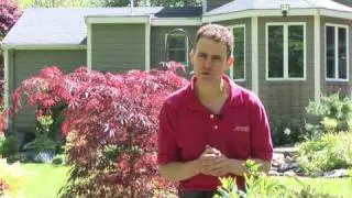 Designing with Japanese Maples