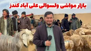 بازار مواشی ولسوالی علی‌آباد کندز| قمیت گوسفند گوشتی،بز گوشتی@OmarKhanKhatab 