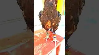 sindhi murga #shortvideo #youtubeshorts #hen #funnybird #rooster #funnyduck#viralvideo #aseelmurga