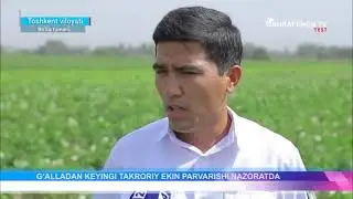 G'alladan keyingi takroriy ekinlar fitosanitar nazorati