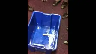 Do bananas really float?