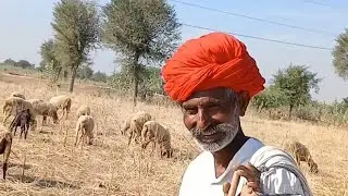Rajasthani Bhed I Bhed Ki Nasl 