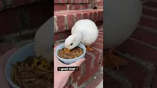 Duck Soup Short