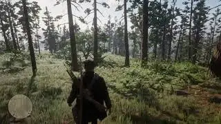 When walking on the Forest
