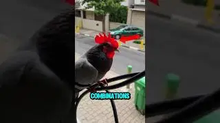 TOP 5 WEIRDEST ANIMAL COMBINATION IN THE WORLD! 🫣😱