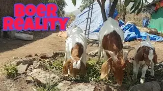 The Most Valuable information about Boer Goats | Reality About Boer Goats.