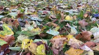Herbst 2021  - Elmar Vibrans