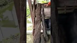 pohon pakis lapuk