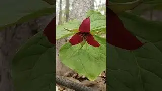 Ontario's Provincial Flower #gardening #hiking #flowers #discover #ontariopolitics  #ontario