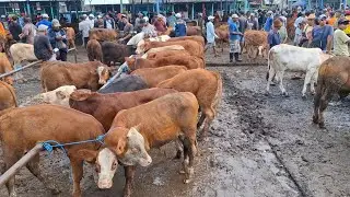 DAPAT SEGINI‼️HARGA 10 JUTA'AN PEDET JANTAN || PASAR SAPI GUYANGAN NGANJUK ||