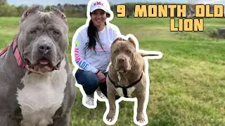 What are the best family dogs? A dog that is bred for families.  ManMade Kennels Pitbull Puppies.