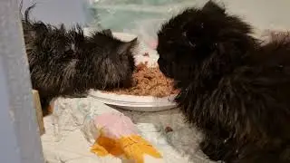 Pikkukissat Kuura ja Kaisla Vierashuone 🥰
