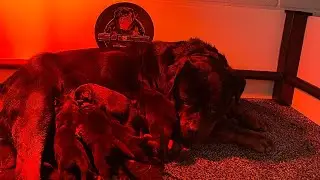 Rottweiler's First Litter of 9 Puppies