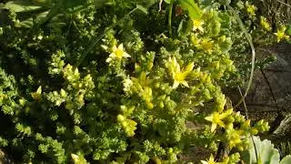 Goldmoss stonecrop in bloom / Sedum cveti