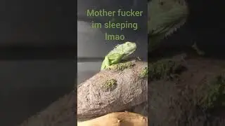 waking my green headed iguana up in morning like