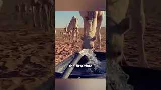 Should We Give Water to Desert Camels?