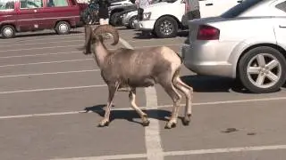 Long Horn Sheep in HD viewed along Logans Pass parking in Glacier National Park Montana USA in 2011!