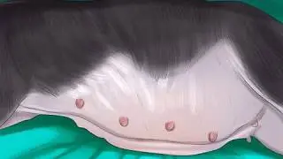 HOW TO TELL IF DOG IS PREGNANT