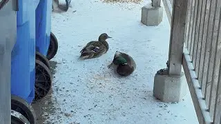 The Only Ducks to Visit 🦆🦆🥶