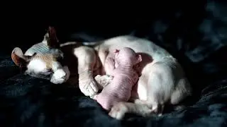 Hairless Dwelf Litter -  Born 1/05/26 - Sphynx Elf Bambino & Dwelf Kittens - SphynxKing.Com