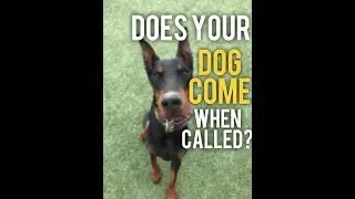 Why wont my dog come when called? Recall Training with America's Canine Educator