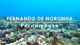 MERGULHOS NA ILHA DE FERNANDO DE NORONHA: O Fundo Do Mar Mais Espetacular Do Brasil \o/