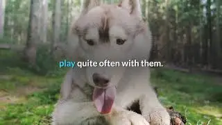 common dog training problems