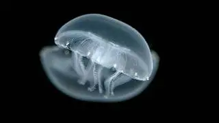 Morning MeditOcean &mdash; A Guided Meditation with the Moon Jellies