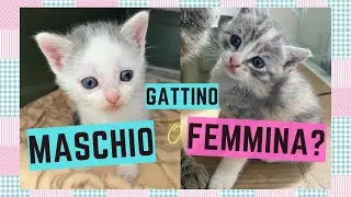 GATTINO MASCHIO o FEMMINA? Come riconoscere se il gattino &eacute; un maschietto o una femminuccia