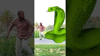 Anaconda snake in real life P95#shorts #short #snake #nagin #python #anaconda #snakes #bigsnake
