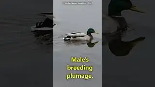 Mallard Duck's breeding plumage