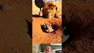 Lion Silently Attack On Warthog 😱 | Animal Funny Video | #shorts #youtubeshorts