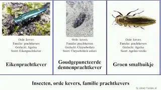 Insecten, orde kevers, familie prachtkevers featuring dennenprachtkever smalbuikje Buprestidae