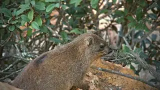 Rock Hyrax Family at Home