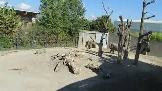 EEG Asiatischer Elefant Zoo Rapperswil, Schweiz, 22. 09 2022. Die Elefanten auf den Außenanlagen.