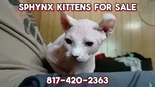 Sphyn Kittens for Sale